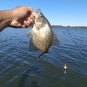 Meet your Posher, Shaun